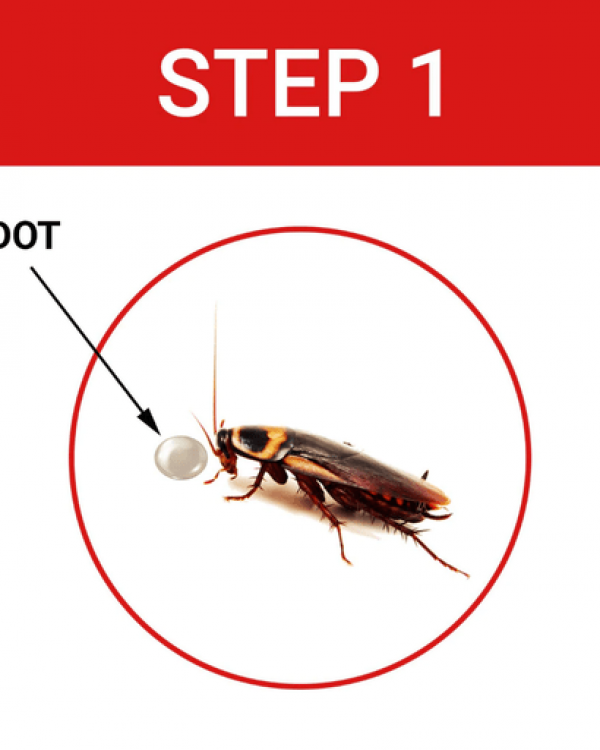 roach_image_50